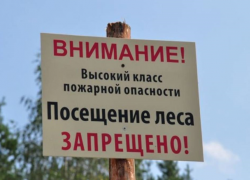 Сроки запрета на посещение леса продлили до конца июля