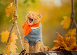 Потепление до +20 градусов обещают морозовчанам в пятницу