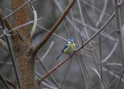 Потепление до +6 градусов ожидается в Морозовске 11 февраля
