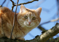 Теплую погоду обещают морозовчанам и в четверг