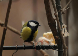 Пасмурное, морозное утро обещают синоптики в четверг, 12 ноября