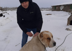 В Морозовском районе проведут бесплатную вакцинацию кошек и собак против бешенства