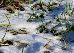 +5 будет в Морозовске 8 марта