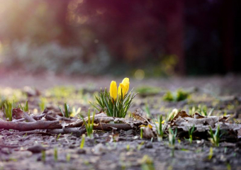 Потепление до +17 обещают синоптики в четверг, 23 марта