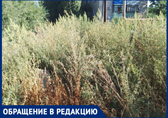 Амброзия да лебеда: старший многоквартирного дома на улице Истомина показал фото своего двора