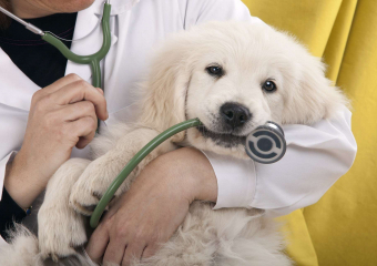 Льготная стерилизация животных в Морозовске временно приостановлена