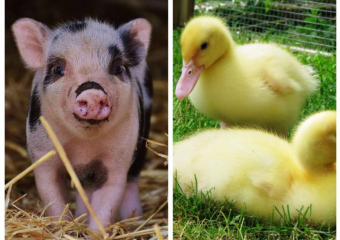 Африканская чума свиней и птичий грипп: в Ростовской области появились случаи опасных заболеваний животных