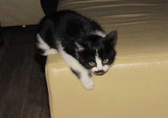 Твоя кошка проголодалась? Заходи в Справочник