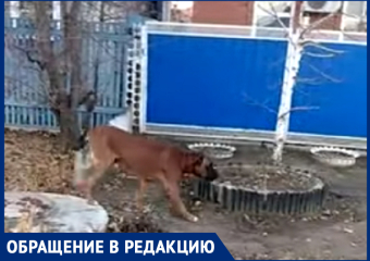 Чья собака бродит по улице Щаденко? - морозовчанин