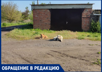 Собаки напали на 10-летнего мальчика в Морозовске и не укусили только потому, что его защитил папа