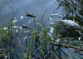 Инспекторы отдела рыбоохраны взяли пробы воды из реки для выяснения причины гибели рыбы в хуторе Русско-Власовском