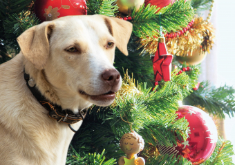 Собачий ад на Новый год