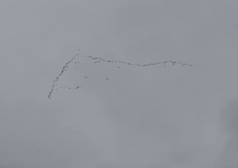 Над Морозовском заметили косяк уток: тёплая осень уступает место зиме