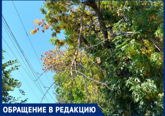 Огромная сухая ветка угрожающе нависла над тротуаром на улице Ворошилова