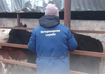В Морозовском районе началась массовая проверка и вакцинация животных