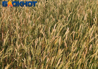 В Морозовском районе завершена уборка ранних зерновых и зернобобовых культур