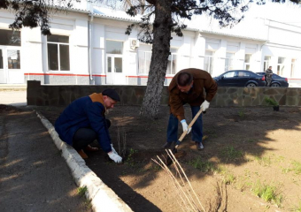 60 цветущих и хвойных кустарников высажены в районе железнодорожного вокзала Морозовска