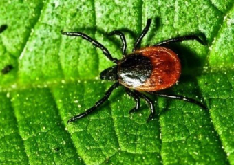 Один укушенный в Морозовске уже есть: Начался сезон клещей