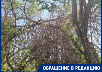 Опасные ветки угрожают жителям Морозовска на улице Коммунистической