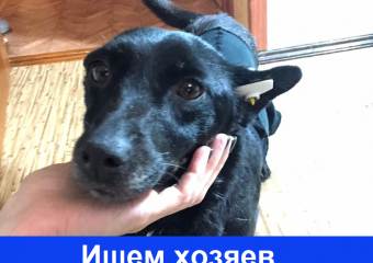 Рейна ищет добрых и ответственных хозяев