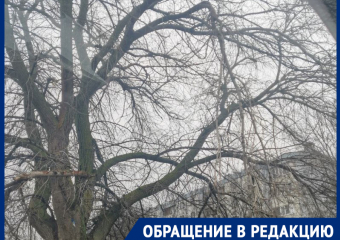 Опасные ветки нависли над головами у гимназии: родители бьют тревогу