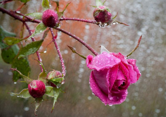 Жара в Морозовске пойдет на спад