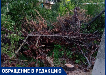 Высохшие деревья "украшают" до сих пор пешеходную дорожку и трансформатор, - жительница улицы Ворошилова в Морозовске