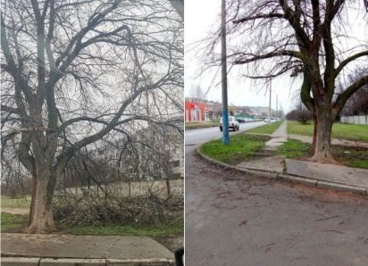 После публикации в «Блокноте» администрация отреагировала на проблему с аварийными деревьями