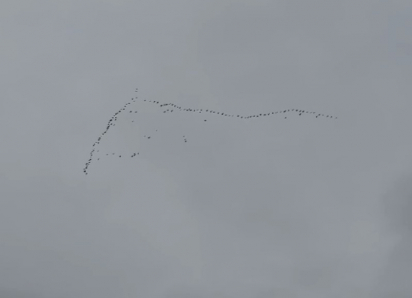 Над Морозовском заметили косяк уток: тёплая осень уступает место зиме