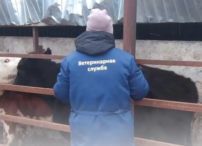 В Морозовском районе началась массовая проверка и вакцинация животных