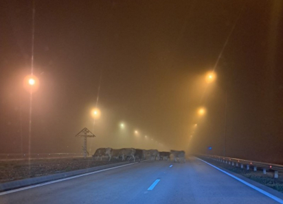 На дорогах Ростовской области - утро вслепую: как вести себя в туман