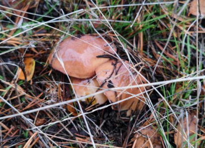 Будьте осторожны: в разгар грибного сезона важно помнить о безопасности