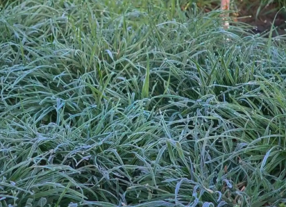 «Мороз среди весны»: синоптики бьют тревогу - урожай под угрозой 