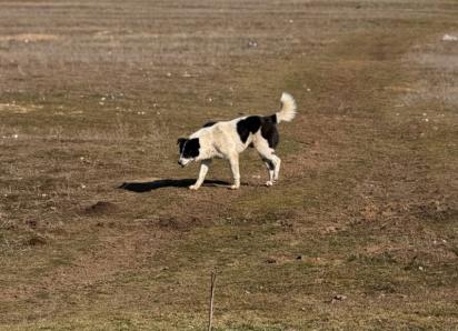 14 безнадзорных собак отловили в прошлом месяце в Морозовске