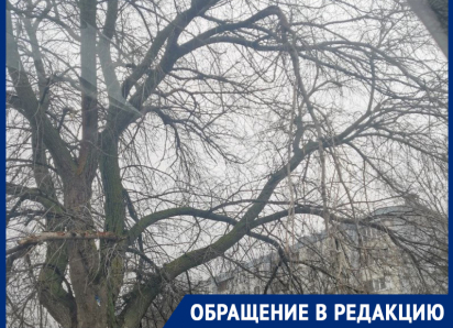 Опасные ветки нависли над головами у гимназии: родители бьют тревогу