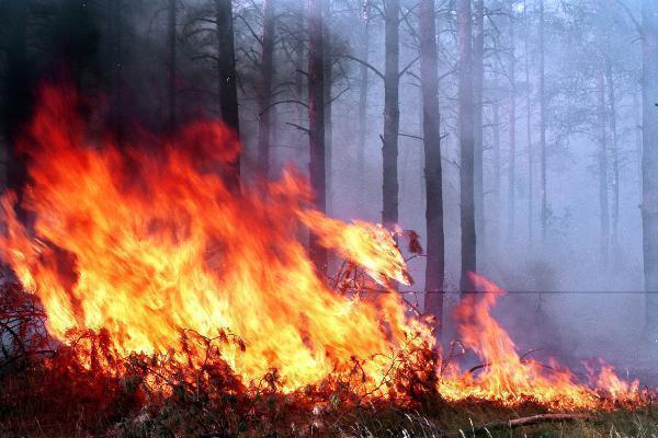 Министерство природы Дона предупредило о сохранении высокой пожароопасности по области