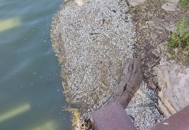 Много мертвой рыбы снова всплыло на реке Быстрой в Морозовске