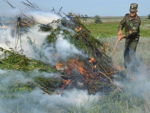 Около двух тонн дикорастущей конопли облили соляркой и сожгли в Морозовском районе