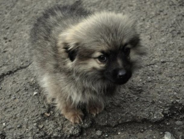 История найденного в зарослях возле Морозовска щенка растрогала Интернет