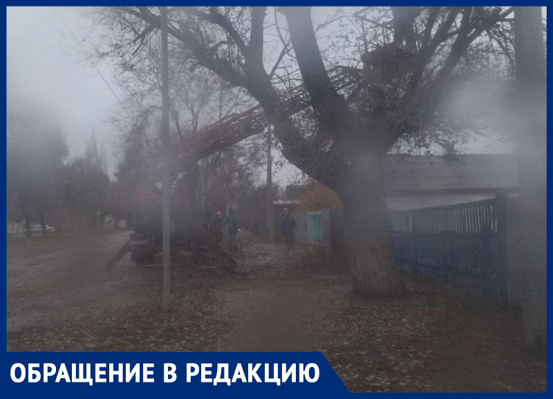 Опилили только одну сторону! – морозовчанка об аварийно-опасном дереве на улице Ворошилова