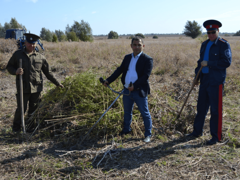 48 килограммов конопли уничтожили в Гагаринском сельском поселении