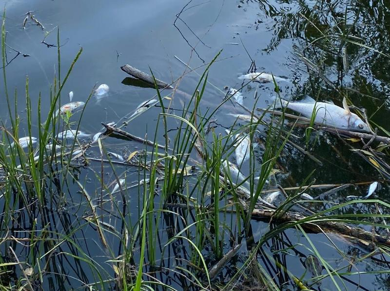 Инспекторы отдела рыбоохраны взяли пробы воды из реки для выяснения причины гибели рыбы в хуторе Русско-Власовском