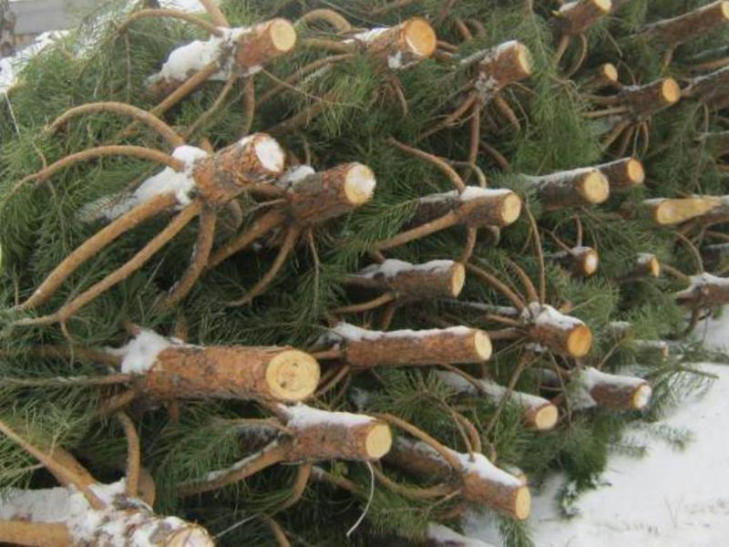 Продавцы хвойных деревьев попали под пристальное внимание административной инспекции Ростовской области