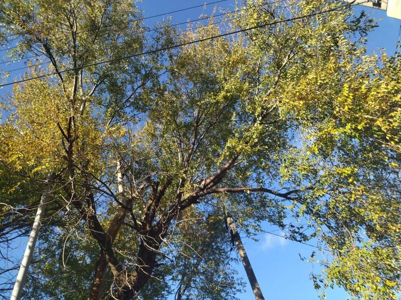 Работы по опиловке аварийно-опасного дерева на улице Ворошилова будут выполнены до 1 декабря, - администрация Морозовского района