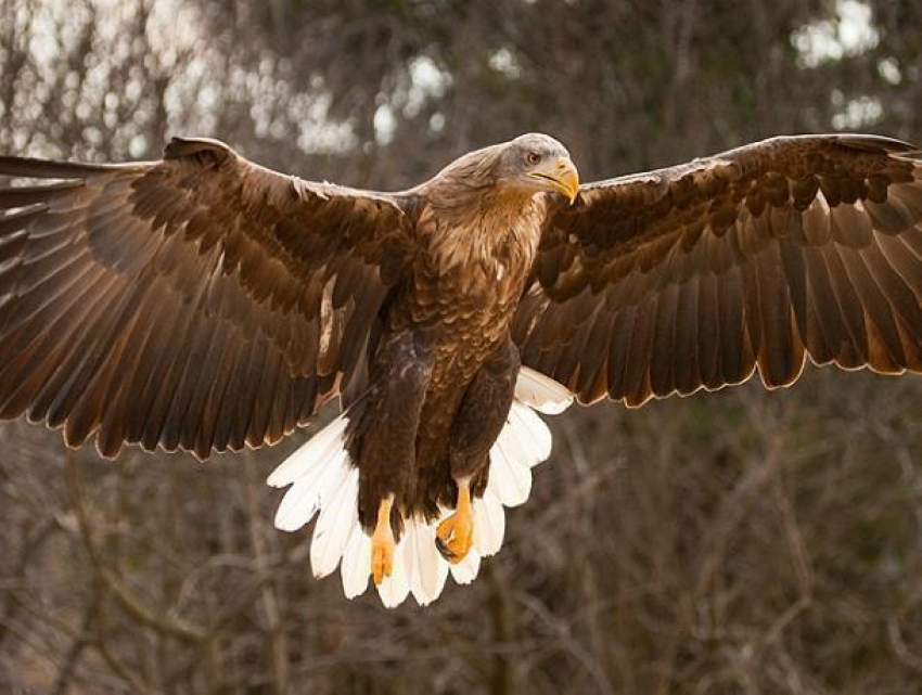 Двухметровый размах крыльев: обитающий в Морозовском районе орлан-белохвост занесен в Красную книгу