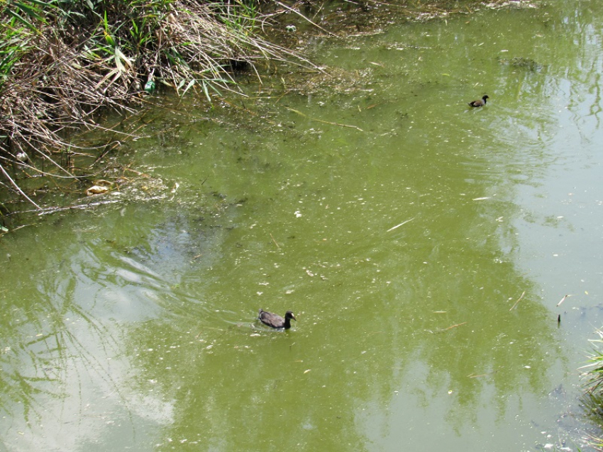 В Ростовской области планируют расчистить русло реки Быстрой