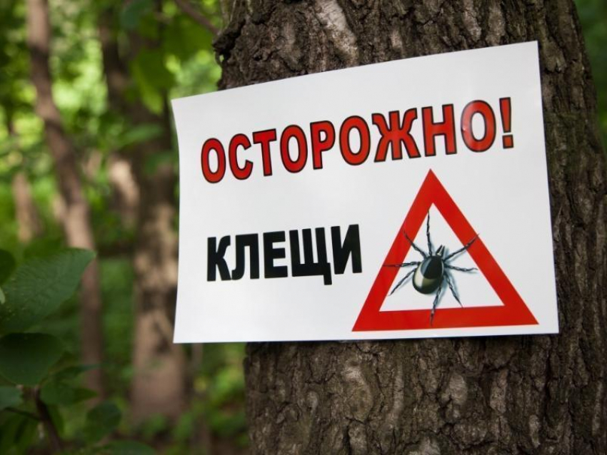 За медицинской помощью по поводу укуса клещами в Ростовской обратилось 2944 человека