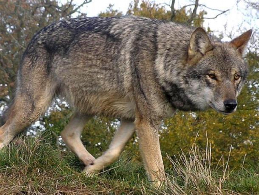 Волк очень хитер и опасен, - охотник из Морозовска о самом крупном хищнике Ростовской области