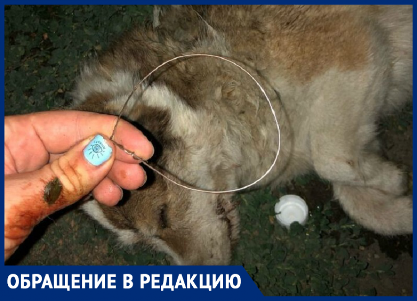 Асфиксия и избиение: дворнягу с удавкой на шее обнаружила морозовчанка в мусорном баке на улице Ленина