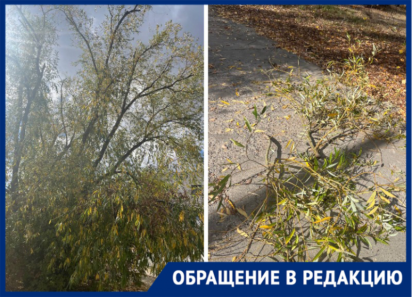 Ветки упали на голову жительнице Морозовска в «Тексере»